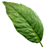 vigor leaf1 quest item remnant2 wiki guide 200px